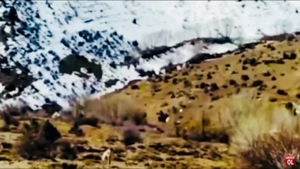 5 Kangal Dogs Powerfully Attack The 8 Wolf!   Kangal Vs Wolf