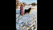 TIBETAN MASTIFF VS 3 WOLVES    Tibetan Mastiff Vs Wolf