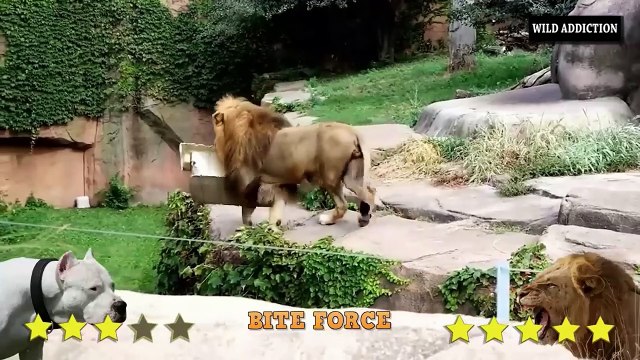 Dogo Argentino VS Lion - !!! Lion Vs Dogo Argentino Comparison !!!