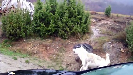 Alabai VS Kangal real fight  !!! Kangal vs kangal fight   tajik shephard dogs fight