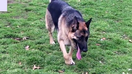2 Kangal Dogs Powerfully Attack The 3 Wolf!   Kangal Vs Wolf   Dogs vs wolf (5)