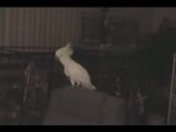 Cockatoo