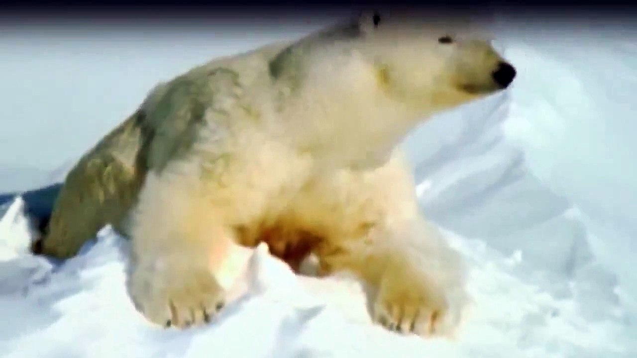 Wilde Arktis Staffel 1 Folge 1 HD Deutsch