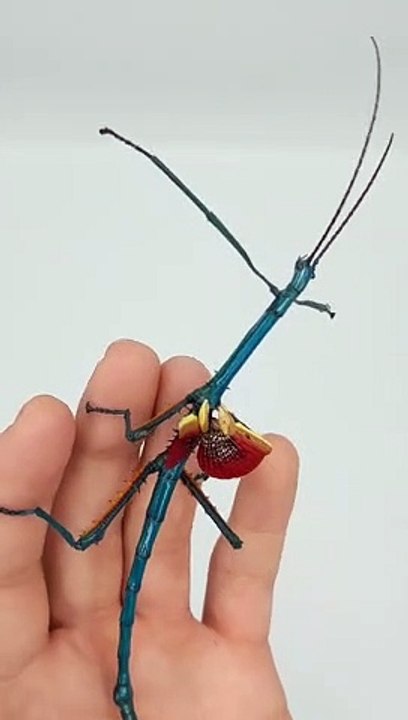 Blue Stick Insect has Beautiful Wings