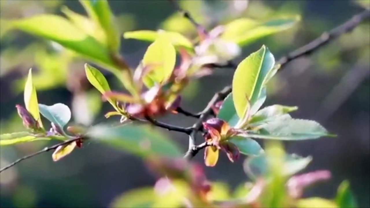 8D Nature Sounds - Relaxing Nature ASMR - USE HEADPHONES for better listening