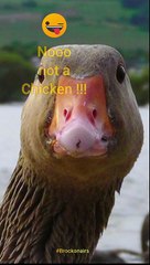 Geese - Feeding birds at pond