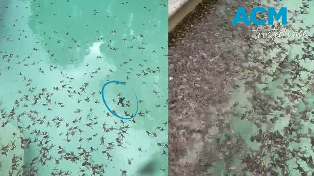 Flood fallout: Frogs inundate man's pool after NSW floods