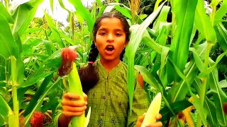 Information About 10 Health Benefits & Nutrition Facts Of Corn In English @kuber_HD