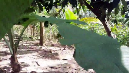 Mencari harta karun mainan dan membersihkannya, mobil - mobilan