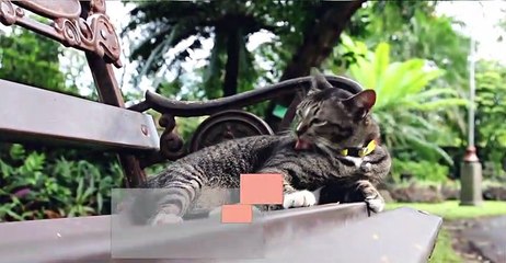 8 REASONS WHY PEOPLE ARE SCARE OF A CAT