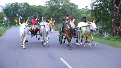 Maanagiri Bulls Race மானகிரி தளக்காவூர் சின்னமாடு
