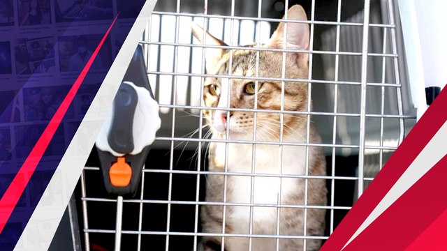 Tak Jadi Bawa Pulang Trofi Piala Dunia, Inggris Bawa Pulang Kucing