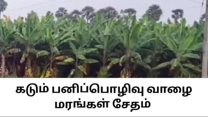 அந்தியூர்: கருகல் நோயால் வாழைகள் சேதம்-விவசாயிகள் வேதனை!
