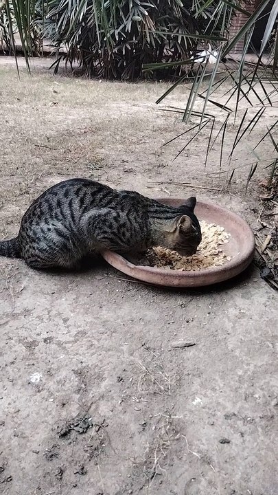 Hungry Cute Cat By Kingdom of Awais