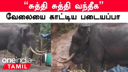 Munnar-ல் ஊருக்குள் புகுந்து கடைகளை சேதப்படுத்திய Padaiyappa Elephant