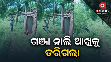 Viral Vido: Man Tries To Hit Rooster With Stick