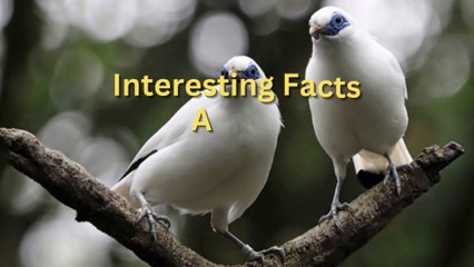 Interesting Facts About The Bali Starling Bird