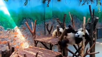 Panda lucu hiburan penghilang stres