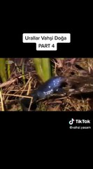 Urallar Vahşi Doğa - Part 4