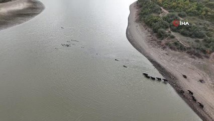 İstanbul'da mandaların yolculuğu böyle görüntülendi