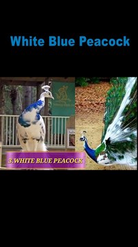 white and blue peacock #shorts #youtubeshorts
