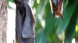 Facts about bats in Hindi #shorts #facts #vigyanrecharge