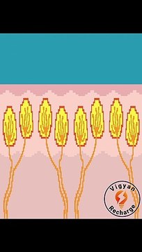 Why do we shiver - what is shivering #shorts #vigyanrecharge