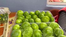 Bursa'nın İznik ilçesinde sezonda 12 bin ton Brüksel lahanası ihraç ediliyor