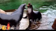 WHAT HAPPENED WHEN THE TWO SEAL FIGHTING EACH Other