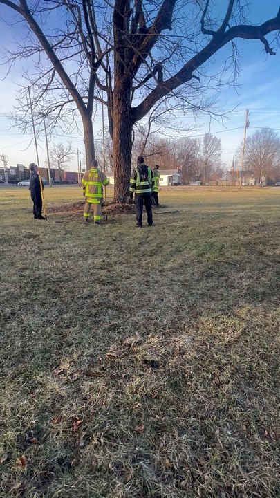 Firefighters Rescue Kitten Stuck in Tree