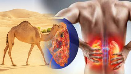 Camel Flu Virus क्या है । कैमल फ्लू वायरस के कारण और लक्षण । Boldsky *Health
