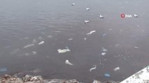 Kadıköy'ü lodos vurdu, Caddebostan sahilini plastik atıklar kapladı