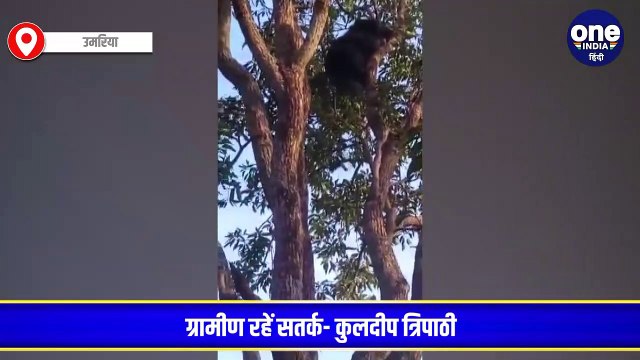 Umaria News : शहद के लालच में आम के पेड़ में चढ़ा भालू, वन विभाग को उतारने में छूटे पसीने