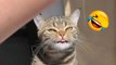 FUNNY CATS COMPILATION 2022 | The Best Funny Cat Videos | HaHa Animals