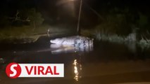 Villager spots large croc on flooded Pahang road