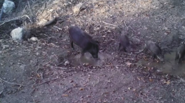 Yaban domuzlarının çamur banyosu fotokapana yansıdı