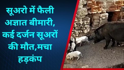 महवा: सूअरो में फैली अज्ञात बीमारी, कई दर्जन सूअरों की मौत से मचा हड़कंप