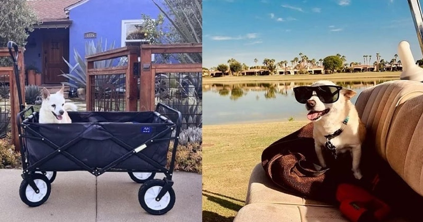 Gino est désormais le chien le plus vieux du monde et son âge est tout simplement incroyable