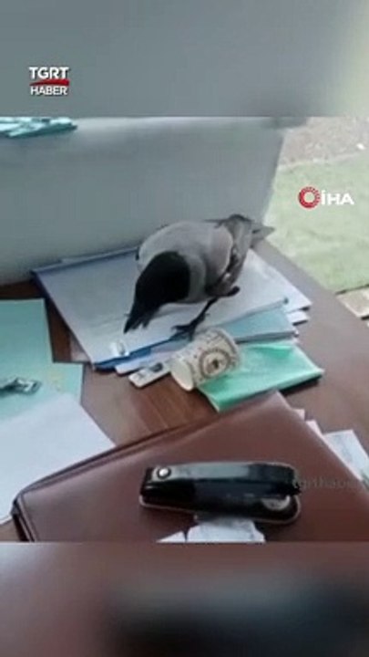 Hırsız Karga Anahtarını Alıp Kaçtı, Peşinden Koşturdu #shorts #karga #anahtar #hırsız #hırsızkarga