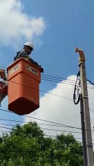 Gatinho fica preso em topo de poste de energia e é salvo por funcionários da Copel