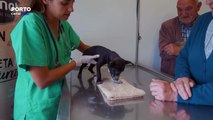 Veterinarios Todo o Terreno , episódio 6