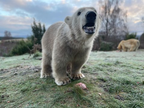 Brodie the polar bear celebrates his first birthday at the Highland Wildlife Park