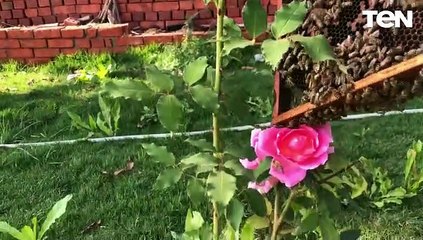 مهندس منوفي ينجح فى إنتاج أول عسل أبيض من زهرة اللوتس والفواكه