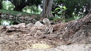 Feeding Squirrels In The Park | Squirrel Video By Kingdom of Awais
