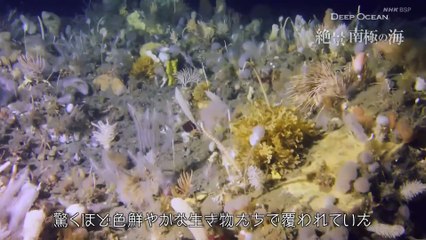 南極の深海探検🌊巨大生物の驚きの発見！ディープオーシャンシリーズ再始動