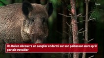 Un Italien découvre un sanglier endormi sur son paillasson alors qu’il partait travailler !