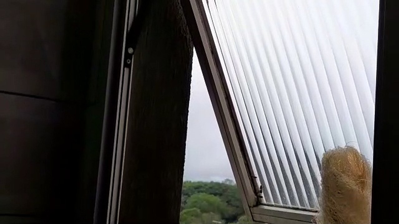 Defesa Civil faz retirada de grande enxame de abelhas