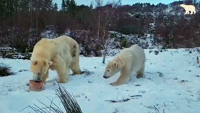 Polar bear cub celebrates first birthday in Highlands home