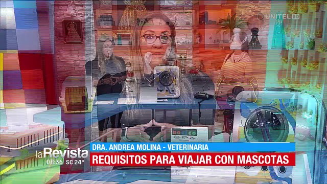 ¿Viajes con mascotas? Consejos que debe tomar en cuenta antes de hacerlo