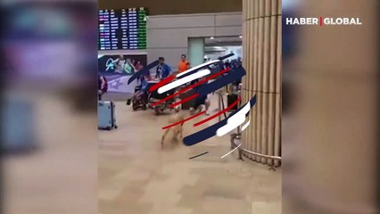 1 hafta uzak kaldığı sahibini havalimanında böyle karşıladı